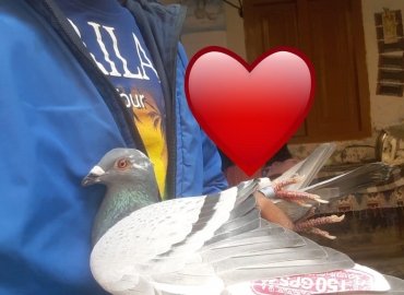 For Sale Male pigeon