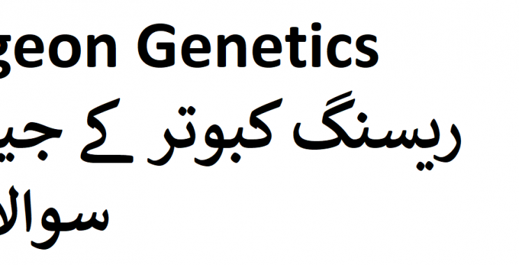 Racing Pigeon Genetics