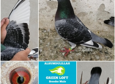 Breeder Racing Pigeon