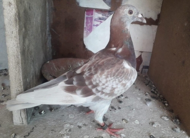 Racer Chicks for sale Jacobabad