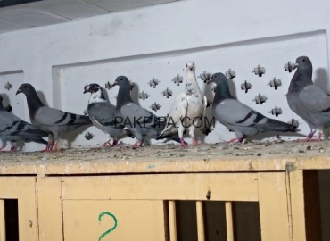 Pathy for sale –+92 300 6748120
